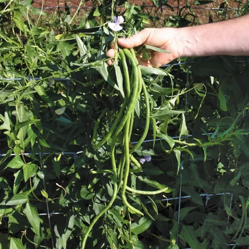 Orient Wonder Yardlong Pole Bean Seeds Extra-Long Tender Asian Beans High Germination Garden Seeds heirloom non-gmo seeds