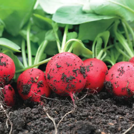 Snappy Radish Seeds High Germination Garden Seeds heirloom non-gmo seeds