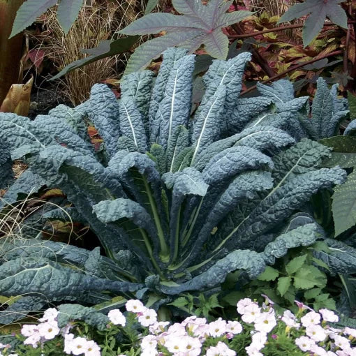 Lacinato Kale Seeds High Germination Garden Seeds heirloom non-gmo seeds