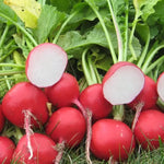 Roxanne Hybrid Radish Seeds Uniform Crisp Red Round Radishes High Germination Garden Seeds heirloom non-gmo seeds