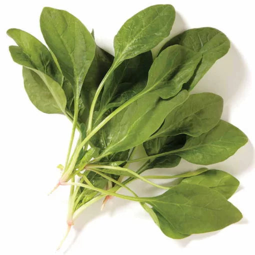 Novico Hybrid Spinach Seeds Uniform Slow-Bolting Smooth Spinach High Germination Garden Seeds heirloom non-gmo seeds