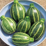 Poquito Hybrid Squash Seeds Mini-Size Tender Zucchini Variety High Germination Garden Seeds heirloom non-gmo seeds