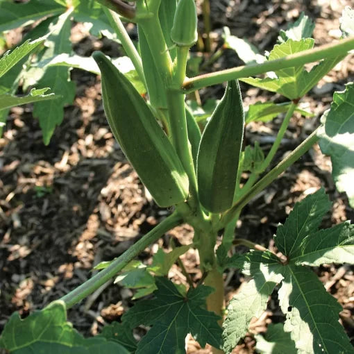 Jambalaya Okra Seeds Extra-Early Dark Green Tender Okra High Germination Garden Seeds heirloom non-gmo seeds
