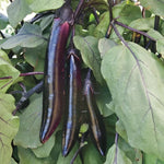 Shikou Hybrid Eggplant Seeds Long Slim Deep-Purple Asian Eggplants High Germination Garden Seeds heirloom non-gmo seeds