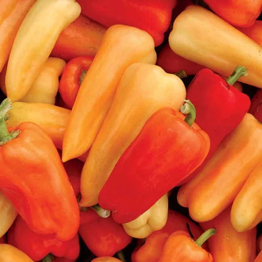 Chablis Hybrid Pepper Seeds Thick-Walled White-to-Red Blocky Peppers High Germination Garden Seeds heirloom non-gmo seeds