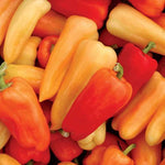 Chablis Hybrid Pepper Seeds Thick-Walled White-to-Red Blocky Peppers High Germination Garden Seeds heirloom non-gmo seeds