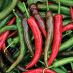 Impala Cayenne Pepper Seeds Long Slim Fiery Cayenne Peppers High Germination Garden Seeds heirloom non-gmo seeds