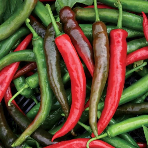 Impala Cayenne Pepper Seeds Long Slim Fiery Cayenne Peppers High Germination Garden Seeds heirloom non-gmo seeds
