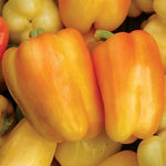 Nikita Pepper Seeds High Germination Garden Seeds heirloom non-gmo seeds