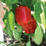 Snapper Hybrid Pepper Seeds Sweet Thick-Walled Blocky Peppers High Germination Garden Seeds heirloom non-gmo seeds