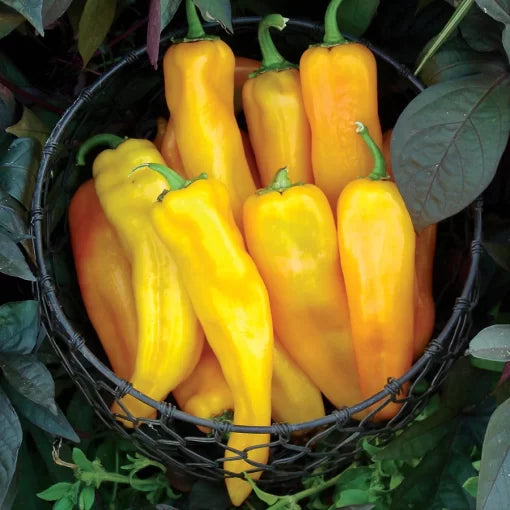 Mama Mia Yellow Sweet Pepper Seeds High Germination Garden Seeds heirloom non-gmo seeds