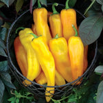 Mama Mia Giallo Sweet Pepper Seeds High Germination Garden Seeds heirloom non-gmo seeds
