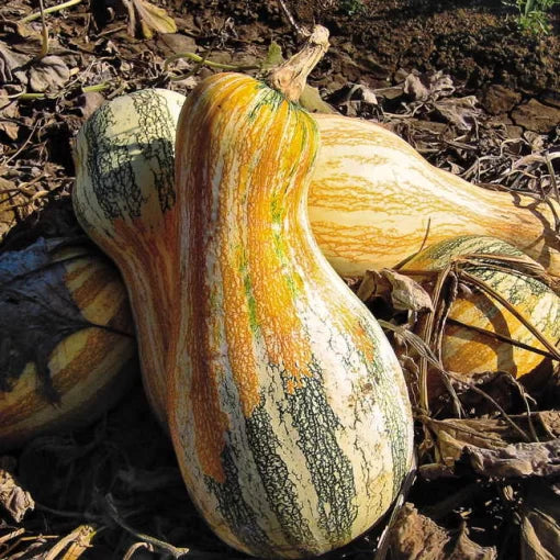 Autumn Colors Cushaw Pumpkin Seeds Large Multi-Color Cushaw Pumpkins High Germination Garden Seeds heirloom non-gmo seeds