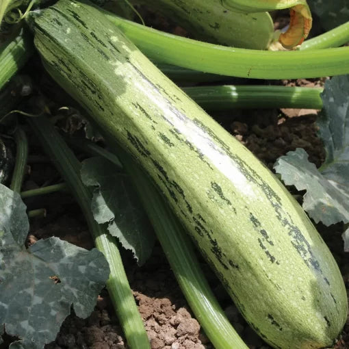 Bossa Nova Hybrid Squash Seeds Compact Pale-Green Zucchini High Germination Garden Seeds heirloom non-gmo seeds