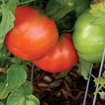 Big Bunch Hybrid Tomato Seeds High-Yield Clusters of Firm Red Tomatoes High Germination Garden Seeds heirloom non-gmo seeds