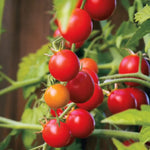 Nectar Hybrid Cherry Tomato Seeds Super-Sweet Deep-Red Cherry Tomatoes High Germination Garden Seeds heirloom non-gmo seeds