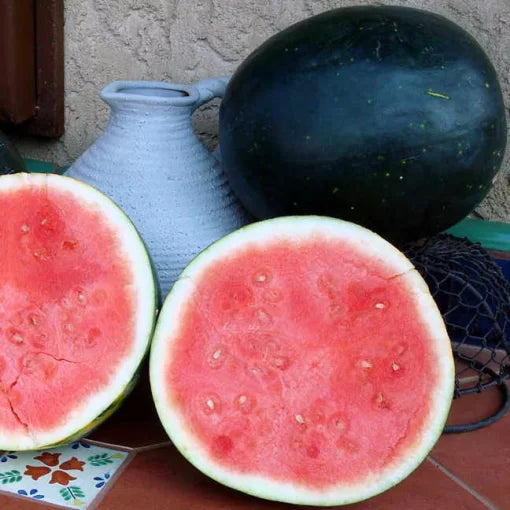 Harvest Moon Seedless Watermelon Seeds High Germination Garden Seeds heirloom non-gmo seeds
