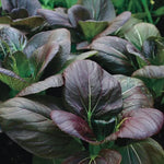 Purple Pak Choi Seeds High Germination Garden Seeds heirloom non-gmo seeds