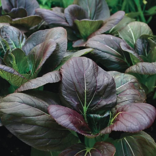 Purple Pak Choi Seeds High Germination Garden Seeds heirloom non-gmo seeds