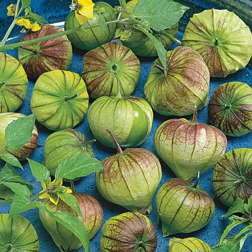 Purple Tomatillo Seeds High Germination Garden Seeds heirloom non-gmo seeds