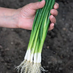 Guardsman Hybrid Onion Seeds Sweet Red-and-White Bunching Onions High Germination Garden Seeds heirloom non-gmo seeds