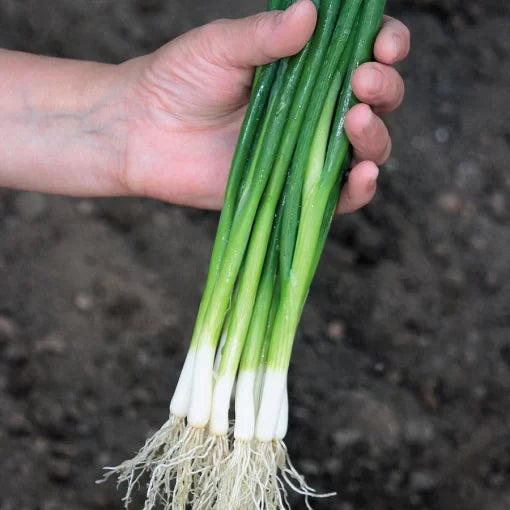 Guardsman Hybrid Onion Seeds Sweet Red-and-White Bunching Onions High Germination Garden Seeds heirloom non-gmo seeds
