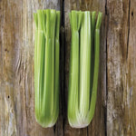 Victoria Celery Seeds Tall Crisp Light-Green Celery Stalks High Germination Garden Seeds heirloom non-gmo seeds