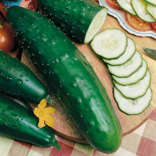 Select Slicer Cucumber Seeds High Germination Garden Seeds heirloom non-gmo seeds