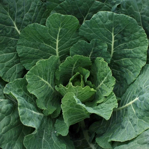 Tiger Hybrid Collards Seeds Dark-Green Heat-Loving Smooth Collards High Germination Garden Seeds heirloom non-gmo seeds