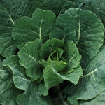 Tiger Hybrid Collards Seeds Dark-Green Heat-Loving Smooth Collards High Germination Garden Seeds heirloom non-gmo seeds
