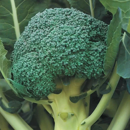 Gypsy Hybrid Broccoli Seeds Tight Uniform Green Broccoli Heads High Germination Garden Seeds heirloom non-gmo seeds