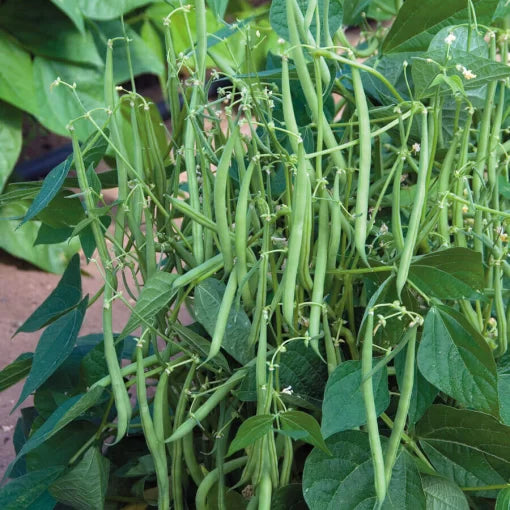 Mascotte French Filet Bean Seeds High Germination Garden Seeds heirloom non-gmo seeds
