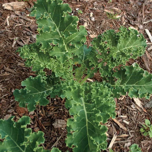 White Russian Kale Seeds Frost-Sweetened Frilly Kale High Germination Garden Seeds heirloom non-gmo seeds