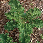White Russian Kale Seeds Frost-Sweetened Frilly Kale High Germination Garden Seeds heirloom non-gmo seeds