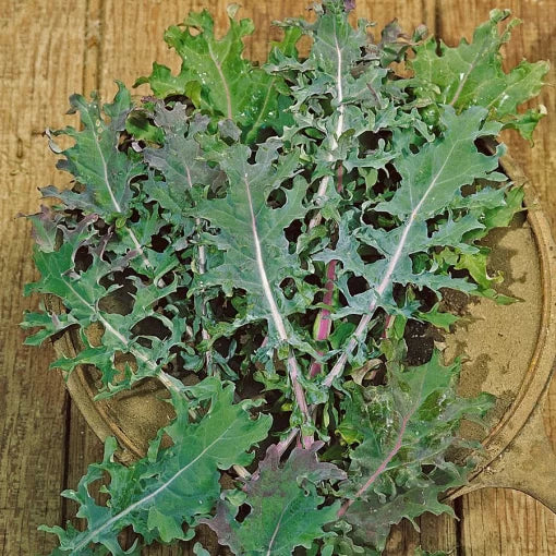 Russian Blend Kale Seeds High Germination Garden Seeds heirloom non-gmo seeds