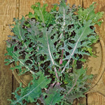 Russian Blend Kale Seeds High Germination Garden Seeds heirloom non-gmo seeds