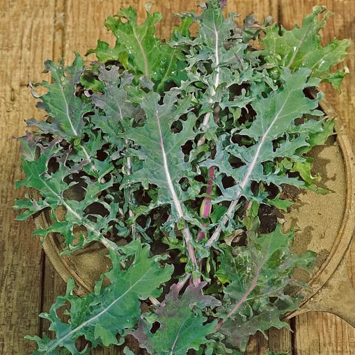 Russian Blend Kale Seeds High Germination Garden Seeds heirloom non-gmo seeds