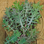 Russian Blend Kale Seeds High Germination Garden Seeds heirloom non-gmo seeds