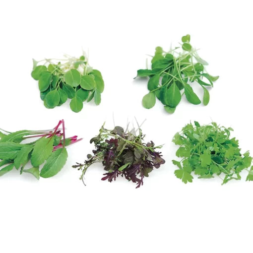 Rainbow Mix Microgreens Seeds High Germination Garden Seeds heirloom non-gmo seeds