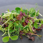 Rainbow Mix Microgreens Seeds High Germination Garden Seeds heirloom non-gmo seeds