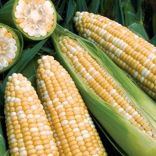Obsession Corn Seeds High-Sugar Extra-Sweet Yellow Corn High Germination Garden Seeds heirloom non-gmo seeds