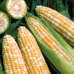 Obsession Hybrid Corn Seeds High Germination Garden Seeds heirloom non-gmo seeds