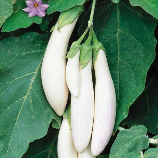 Comet White Hybrid Eggplant Seeds High Germination Garden Seeds heirloom non-gmo seeds