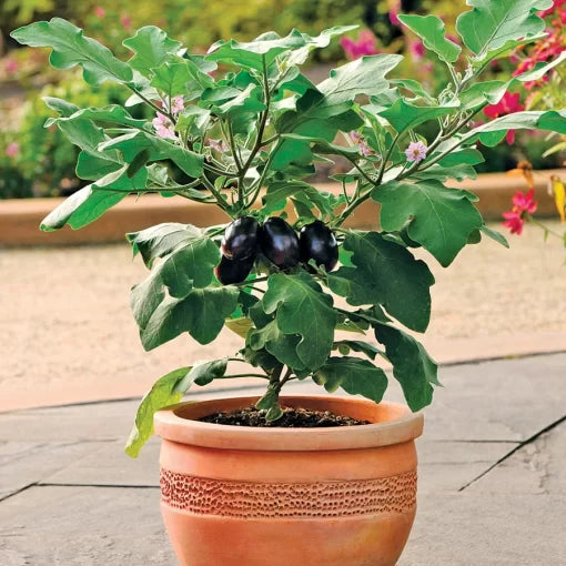 Patio Baby Eggplant Seeds High Germination Garden Seeds heirloom non-gmo seeds