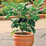 Patio Baby Eggplant Seeds High Germination Garden Seeds heirloom non-gmo seeds