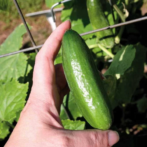 Baby Cucumber Seeds Mini Crisp Pickling and Snacking Cucumbers High Germination Garden Seeds heirloom non-gmo seeds