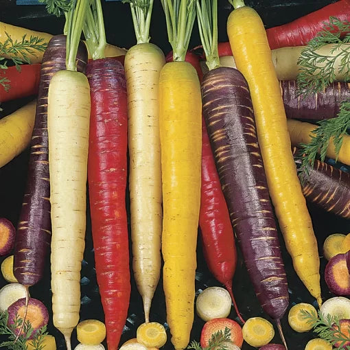 Rainbow Blend Carrot Seeds High Germination Garden Seeds heirloom non-gmo seeds