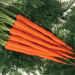 Candysnax Hybrid Carrot Seeds Sweet Slender Orange Snacking Carrots High Germination Garden Seeds heirloom non-gmo seeds