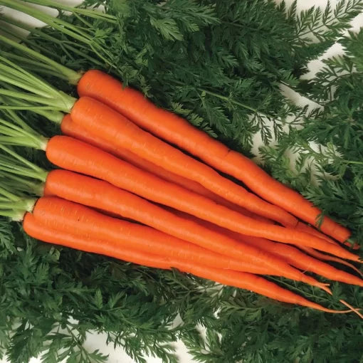 Candysnax Hybrid Carrot Seeds Sweet Slender Orange Snacking Carrots High Germination Garden Seeds heirloom non-gmo seeds