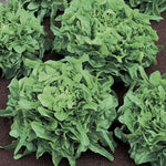 Sandy Lettuce Seeds High Germination Garden Seeds heirloom non-gmo seeds
